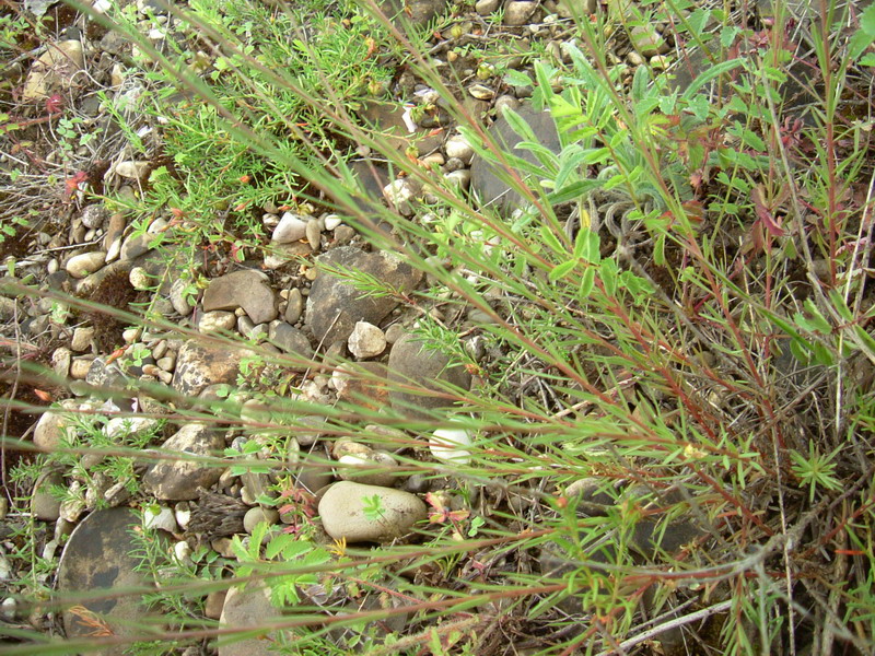 Linum tenuifolium / Lino a foglie strette